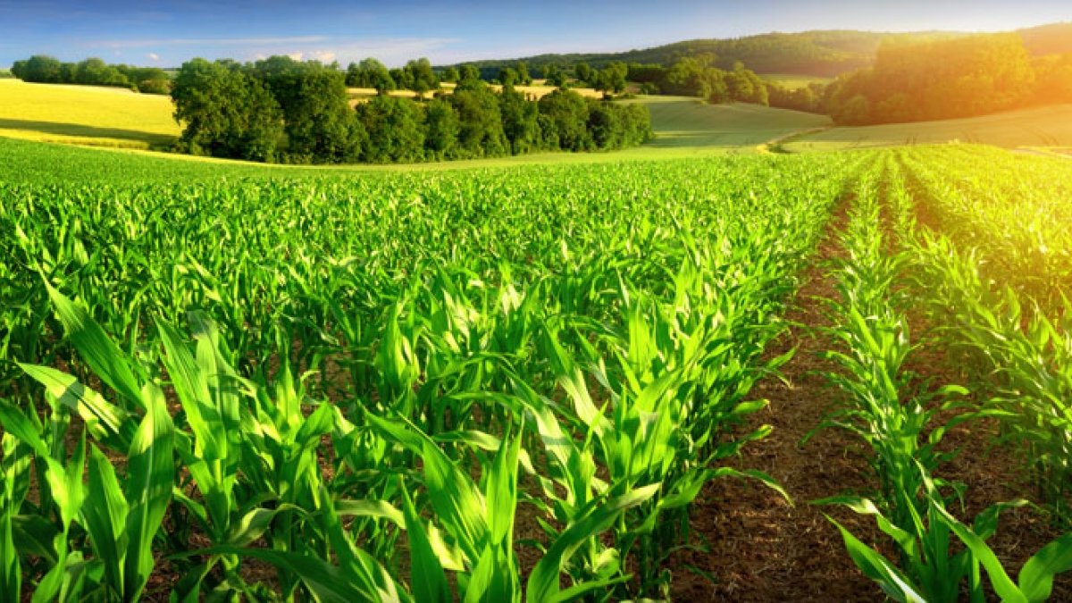 asls-unique-bio-stimulants-help-to-increase-crop-yield